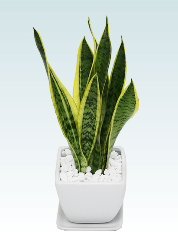 サンセベリア(陶器鉢植込み、４号スクエア白色)1