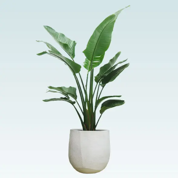 ストレリチア・オーガスタ(ラグジュアリー型、グラスファイバー製鉢カバー付)　Lサイズ