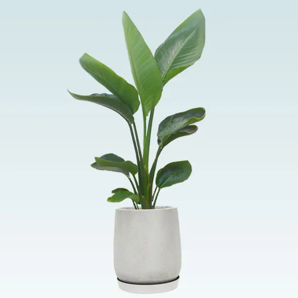 ストレリチア・オーガスタ(グラスファイバー製鉢植込み、チューリップ型)1