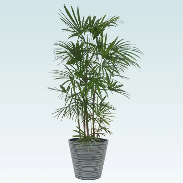 シュロチク(エコフレンドリーポット付)　Lサイズ　１