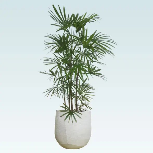 シュロチク(ラグジュアリー型、グラスファイバー製鉢カバー付)　Lサイズ