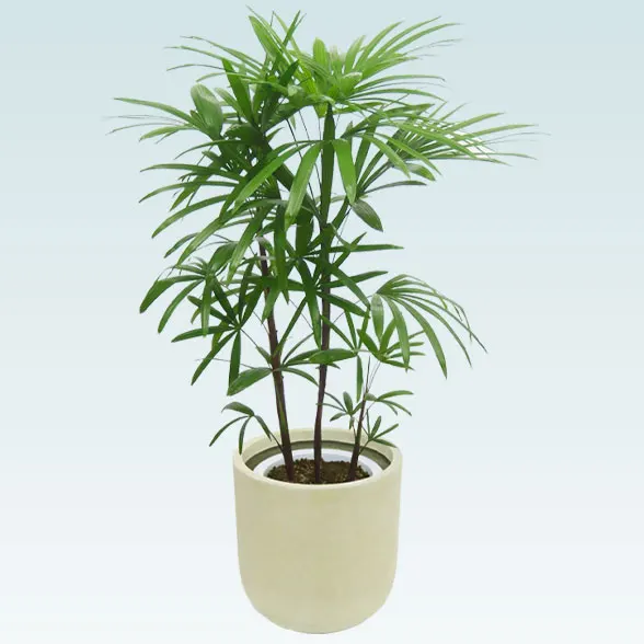 シュロチク(Uポット型、グラスファイバー製鉢カバー付)　Ｍサイズ1