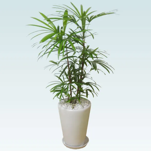 シュロチク(陶器鉢植込み、ラウンドタイプ白色)１