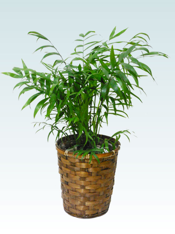 テーブルヤシ(籐かご付、ダークブラウン色)　Ｓサイズ1