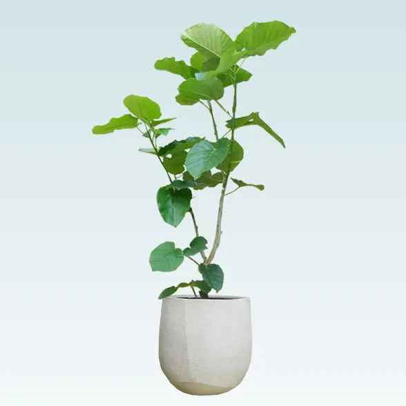 ウンベラータ(ラグジュアリー型、グラスファイバー製鉢カバー付)　Lサイズ