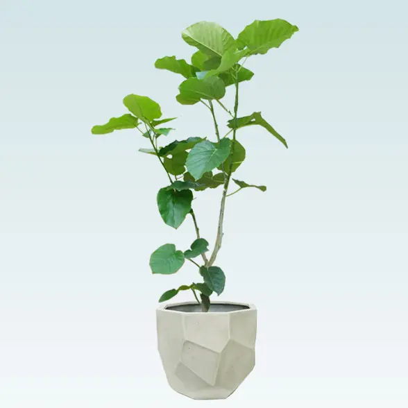 ウンベラータ(多面体型、グラスファイバー製鉢カバー付)　Lサイズ 1