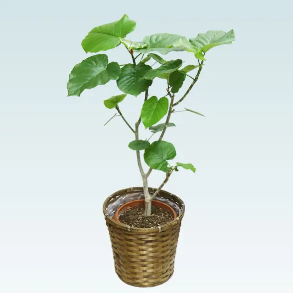 ウンベラータ(籐かご付、ダークブラウン色)　Mサイズ　1