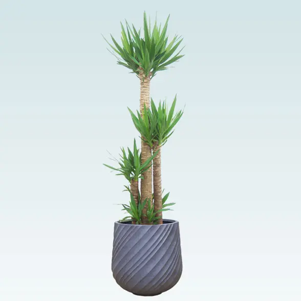 ユッカ(スパイラル型、グラスファイバー製鉢カバー付)　Lサイズ グレー