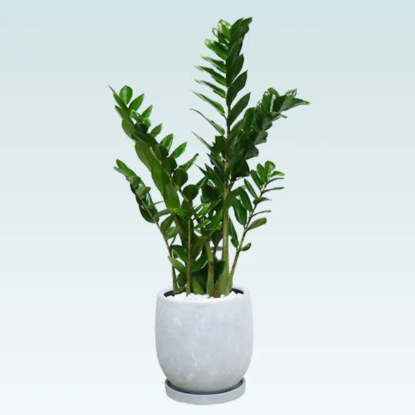 ザミオクルカス(陶器鉢　ボウル型　パステルブルー)　スタイリッシュ