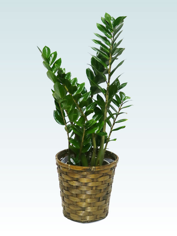 ザミオクルカス（籐かご付、ダークブラウン色）　Sサイズ０１