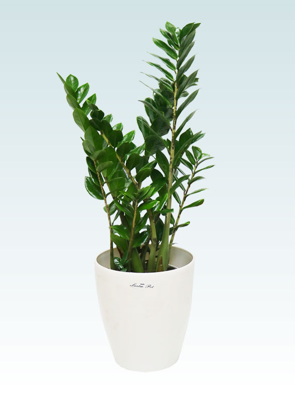 ザミオクルカス（ラスターポット付）　Sサイズ０１