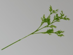 フロックファン