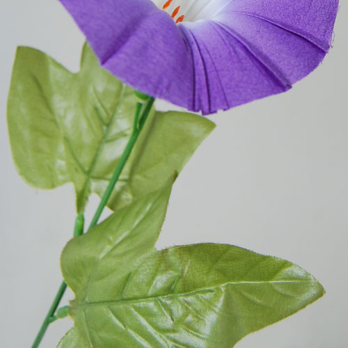 変化朝顔の苗★古代紫覆輪咲✭つぼみ付き開花苗一苗 薄紫に覆輪が入った朝顔 ✦開花苗 一苗 - メルカリ