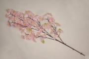 桜大枝