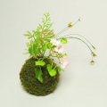 苔玉ミント