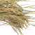 稲穂・葉付き_04
