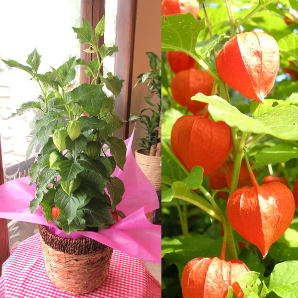 ほおずき 5号鉢サイズ 鉢植え 懐かしい夏の思い出 送料無料 薫る花 鉢花 ガーデニング ほおづき ホオズキ 鬼灯 ほうずき ほうづき お中元 御中元 お盆 父の日特集 早割り 花 フラワー お誕生日プレゼント ギフト 贈り物 開店祝い 引越し祝い 新築祝い 移転祝い お祝い