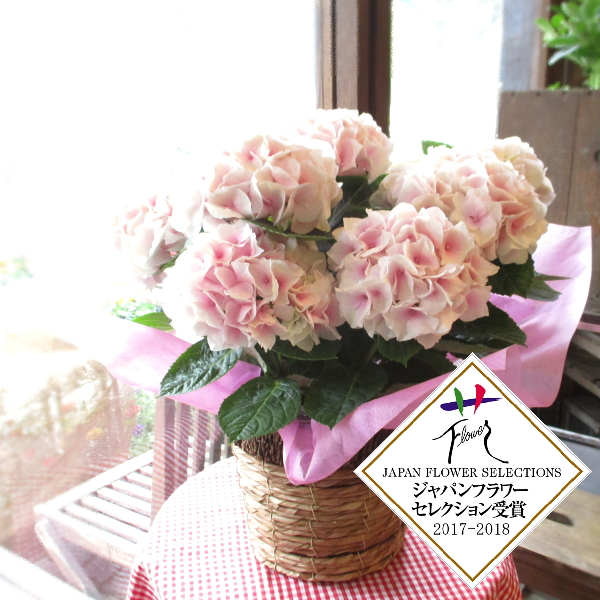 アジサイ コットンキャンディ 5号鉢サイズ 鉢植え ピンク色 あじさい 紫陽花 コットンキャンディー 送料無料 薫る花 フラワー 鉢花 花鉢 母の日ギフト 母の日特集 早割り 22年 お誕生日プレゼント ギフト 贈り物 開店祝い 室内 人気 屋外 Flower Green Design 薫る花