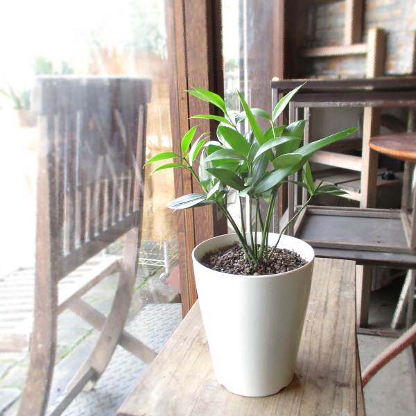 ナギ 梛 4号鉢サイズ 鉢皿付き 白色 プラスチック鉢 鉢植え ミニ観葉  