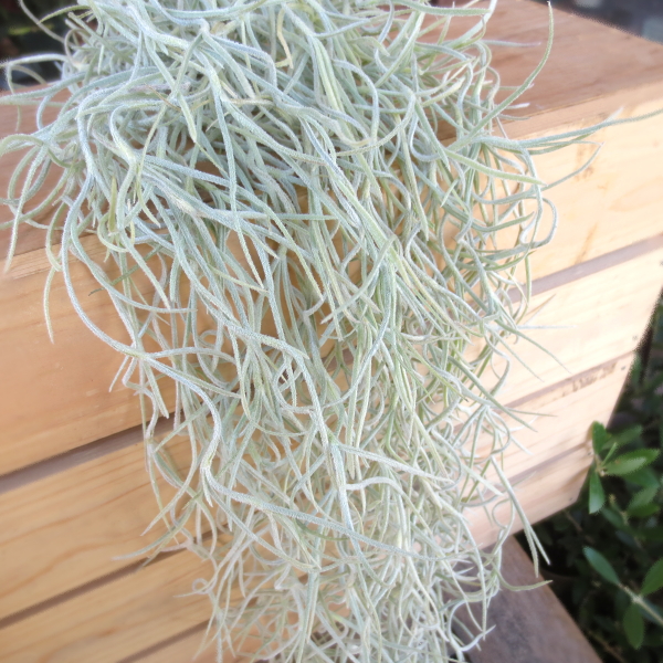 送料無料】おしゃれなマフラー？いえいえ植物です♪ エアープランツ 