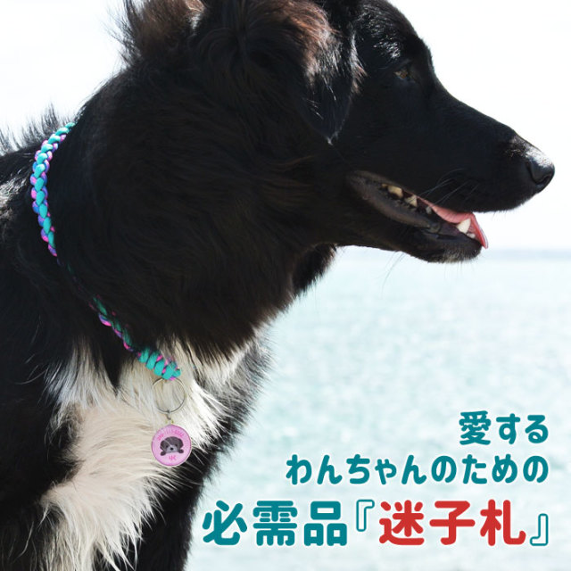 愛するわんちゃんのための必需品『迷子札』