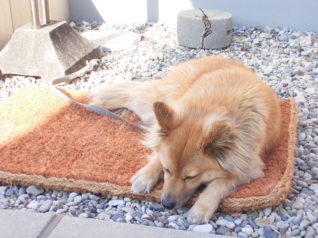 我が家の愛犬もマットがお気に入り