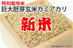 新米巨大胚芽玄米カミアカリ