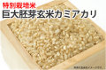 巨大胚芽玄米カミアカリ