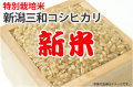 新米・特別栽培米新潟三和コシヒカリ