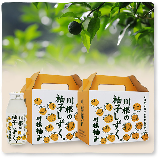 ゆず盆栽 柚子 樹高約42cm （│ 方盆系列│ 柚子葉- 水耕盆栽陶瓷盆器 