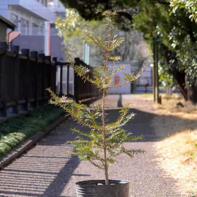 榧の苗（かやの木）　実生６～７年生