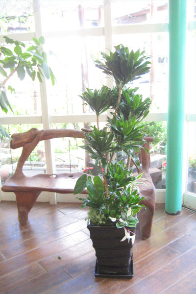 0038観葉植物ギフト　コンパクターのかっこいい黒鉢アレンジ