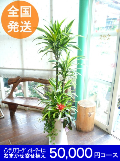 0143インテリアコーディネーターが手掛けるオーダーメイド感覚プレミアム観葉55,000円コース【全国発送可能コース】