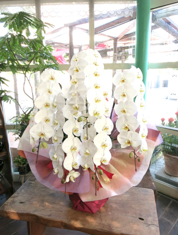 0348【大阪市内限定】最高級コチョウラン大輪５本立ち（白花）お祝い用ラッピング