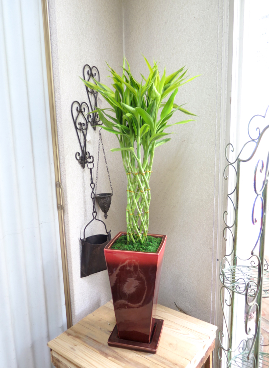 0176ミリオンバンブー　渋かっこいいレッド鉢◆観葉植物ギフト
