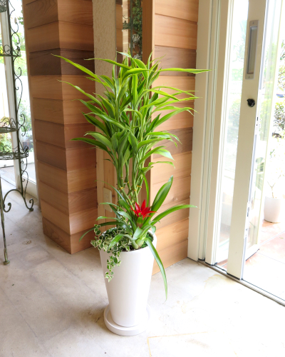 0001観葉植物ギフト 縁起のいい名前の開運の木☆ミリオンバンブー☆