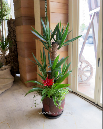0315インテリア観葉植物ギフト 　～和ジアン　ユッカ～