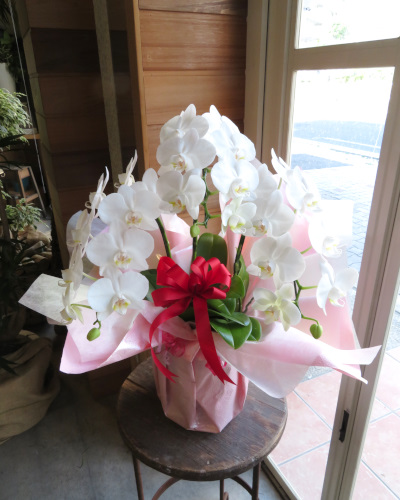 0335ミニ胡蝶蘭（白）