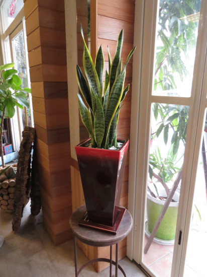 0343観葉植物ギフト　サンスベリアと渋い赤鉢