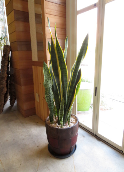 0358観葉植物ギフト　サンスベリアと格子柄鉢【大型商品】