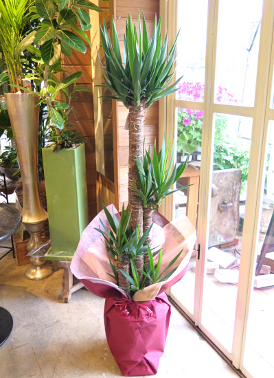 0475 観葉植物ギフト　開業お祝におすすめ　ユッカのシンプルラッピング