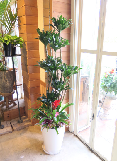 0493観葉植物ギフト　コンパクターの豪華なホワイト鉢【大型商品】