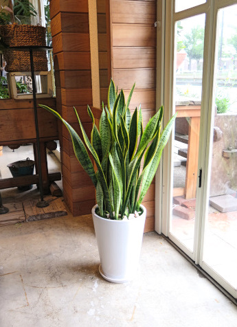 0522観葉植物ギフト　サンスベリアと白鉢（シンプル）【大型商品】