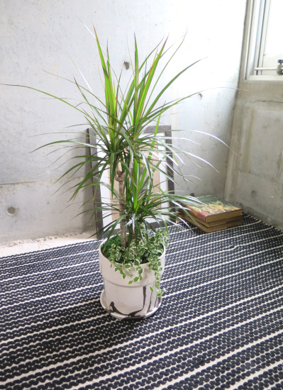 0524観葉植物ギフト コンシンネとマーブルポット