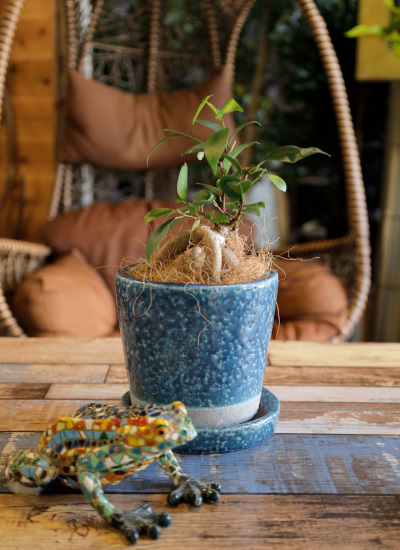 0536観葉植物ギフト　鉢と植物が選べる！私だけのミニグリーン【鉢色：仕事運をUPしたい時のミッドナイトブルー】