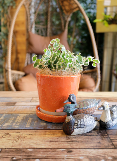 0537観葉植物ギフト　鉢と植物が選べる！私だけのミニグリーン【鉢色：人とのご縁に恵まれたい時のオレンジ】