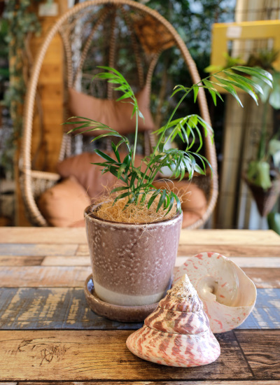 0538観葉植物ギフト　鉢と植物が選べる！私だけのミニグリーン【鉢色：感性を鋭くしたい時のライトパープル】