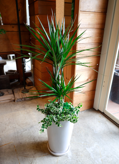 0546【１２時までのご注文で即日出荷ＯＫ！】法人/ビジネスギフト対応/プロにおまかせ観葉寄せ植え15,000円コース