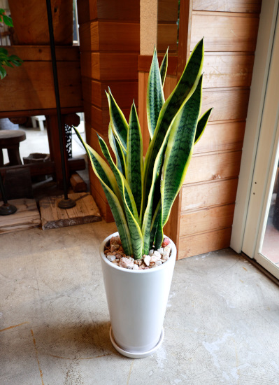 0544観葉植物ギフト　空気清浄プランツ　サンスベリア白鉢
