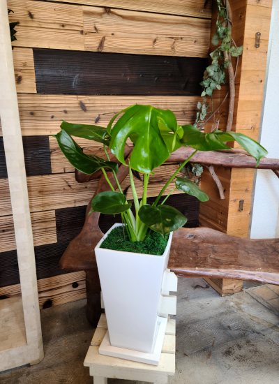 0576観葉植物ギフト～クリーンなホワイト鉢～縁起物・金運UPのモンステラ